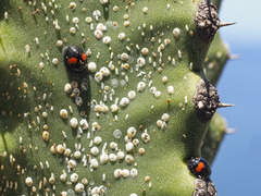 Chilocorus canariensis