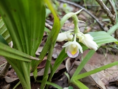 Eulophia diffusiflora