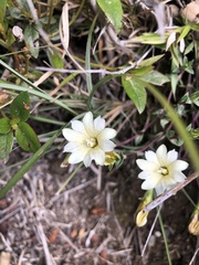 Gentiana scabrida