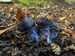 Stephanopus stropharioides