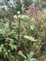 Impatiens glandulifera
