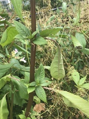 Impatiens glandulifera