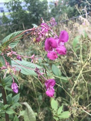 Impatiens glandulifera
