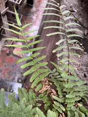 Pteris vittata