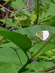 Pieris napi