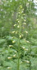 Parasenecio hastatus