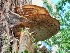 Polyporales