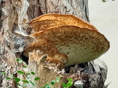 Polyporales