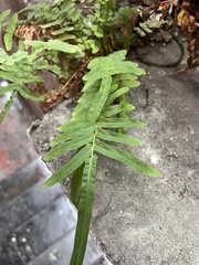 Pteris vittata