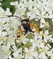 Ichneumon sarcitorius