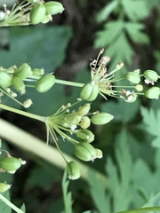 Ligusticum apiifolium