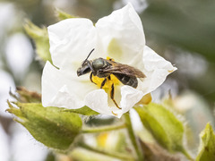 Lasioglossum chalcodes