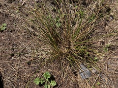 Juncus hesperius