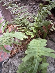 Pteris vittata
