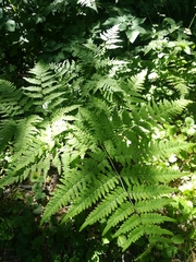 Pteridium pinetorum