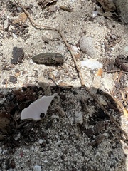 Polycesta