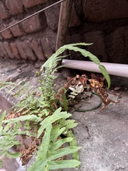 Pteris vittata