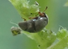 Brachypterus