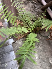 Pteris vittata