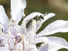 Lasioglossum loetum