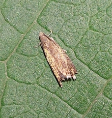 Celypha striana