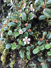 Cotoneaster morrisonensis
