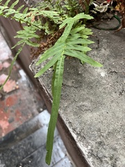 Pteris vittata
