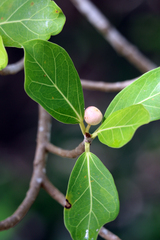 Ficus crassinervia