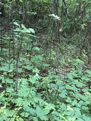 Ligusticum apiifolium