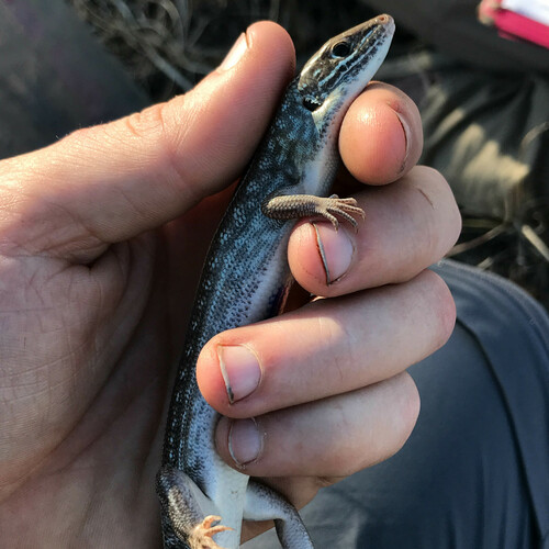 Robust Ctenotus