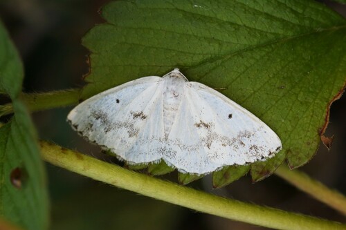 Clouded Silver, Wageningen, Nederland, photo 9 of 10