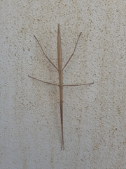 Clonopsis gallica