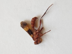 Trogomorpha arrogans