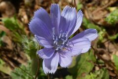 Cichorium pumilum