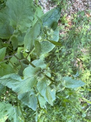 Arctium nemorosum