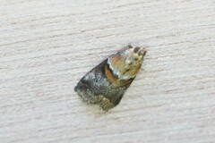 Acrobasis repandana