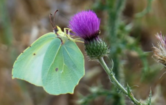 Gonepteryx cleopatra