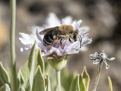 Colletes dimidiatus