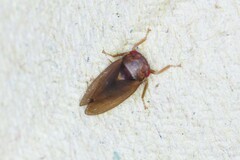 Iassus lanio