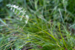 Carex pediformis macroura