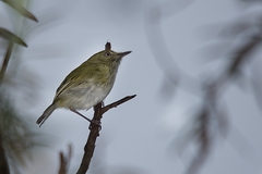 Hemitriccus nidipendulus