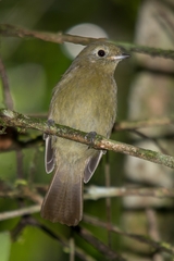 Schiffornis virescens