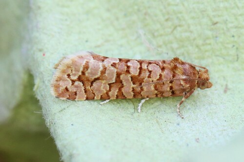 Orange Pine Tortrix, Wageningen, Nederland, photo 6 of 10