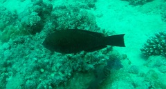 Calotomus viridescens