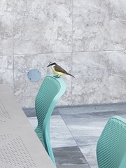 Pitangus sulphuratus