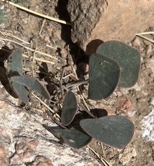 Gueldenstaedtia monophylla
