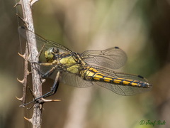 Orthetrum cancellatum