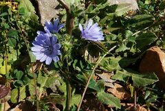Cichorium pumilum