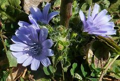 Cichorium pumilum