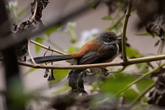 Rhipidura dryas
